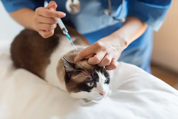 Calendário completo de vacinação para gatos: um guia amoroso para donos que querem manter seu amigo felino saudável