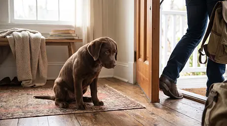 子犬が健康的な自立を育むために：甘えん坊を減らすガイド