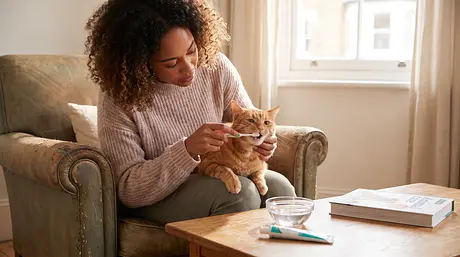 Cuidado Dental del Gato: Signos de Dolor de Muelas y Limpieza